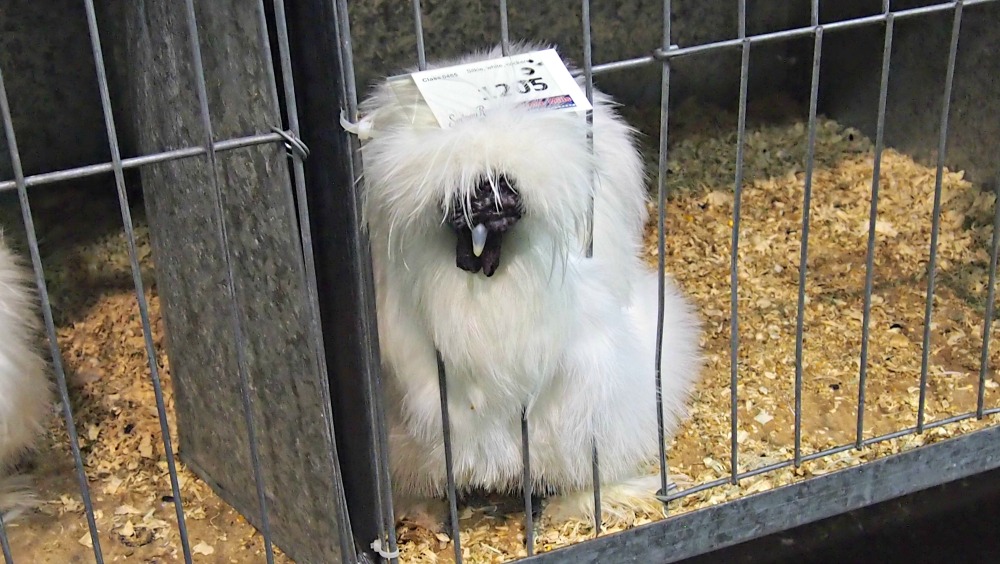 2015 Sydney Royal Easter Show - poultry pavilion