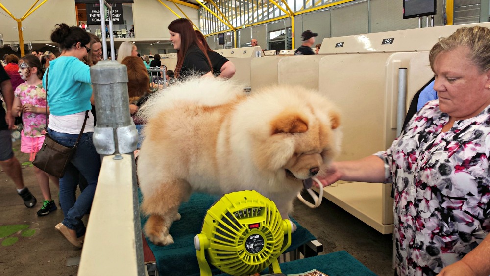 2015 Sydney Royal Easter Show - dogs