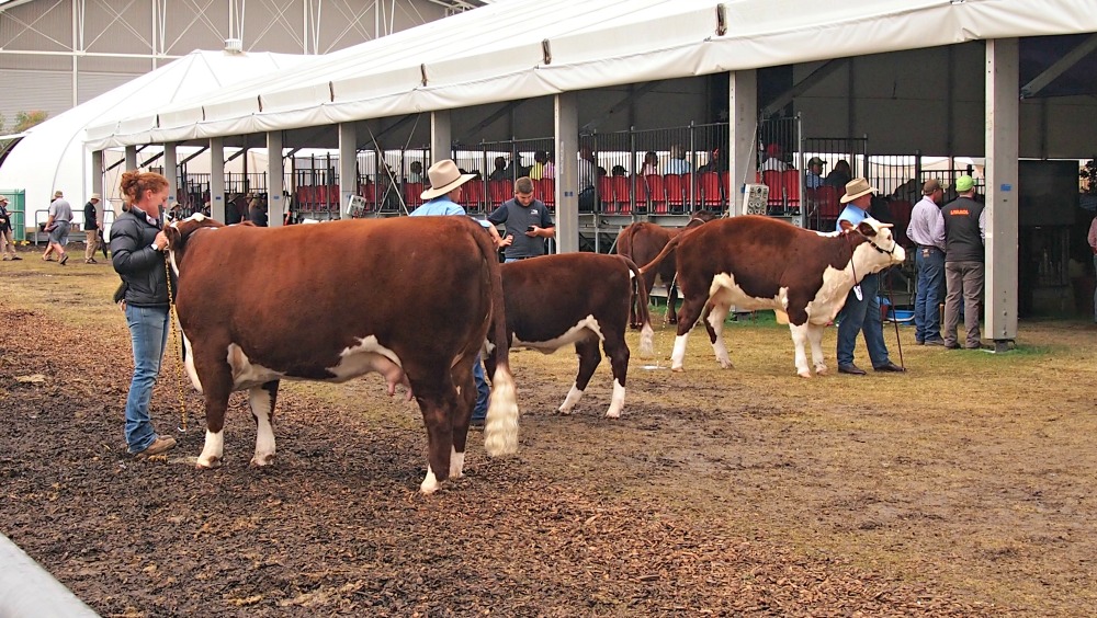 2015 Sydney Royal Easter Show - cattle