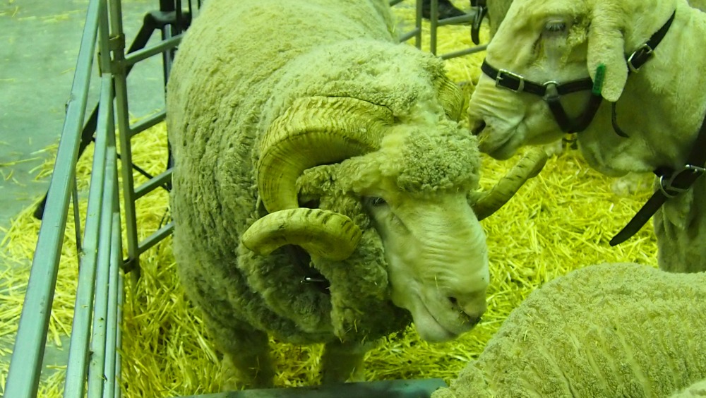 2015 Sydney Royal Easter Show - sheep pavilion