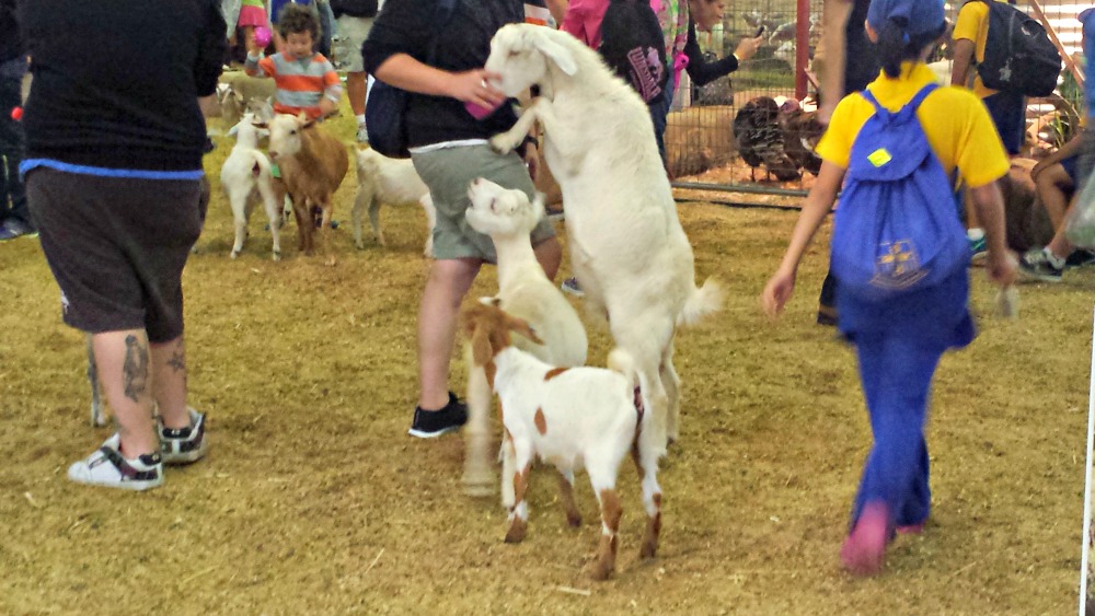 2015 Sydney Royal Easter Show - farm nursery