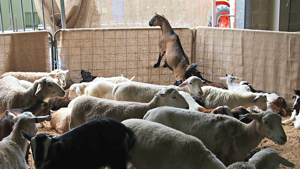 2015 Sydney Royal Easter Show - farm nursery