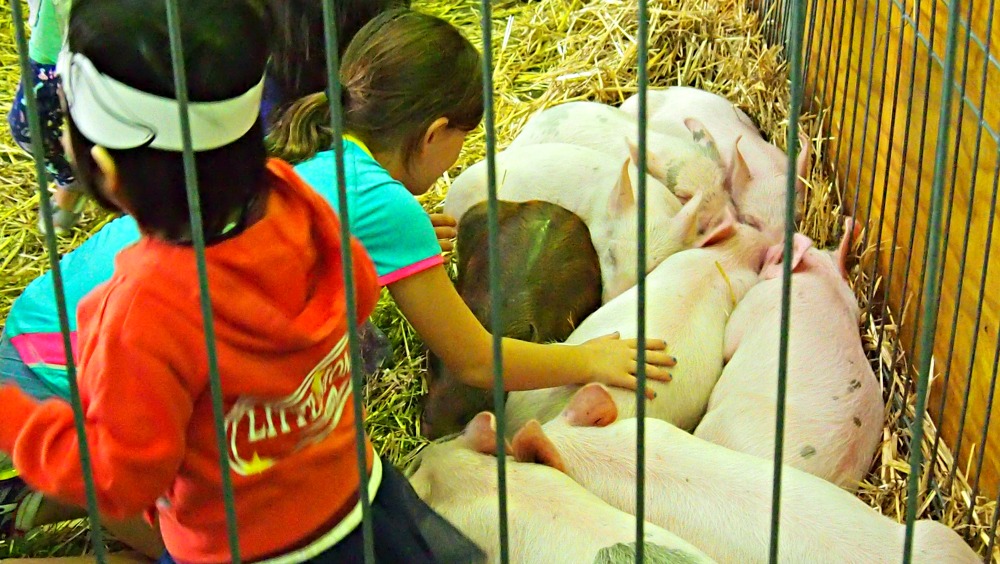 2015 Sydney Royal Easter Show - pigs