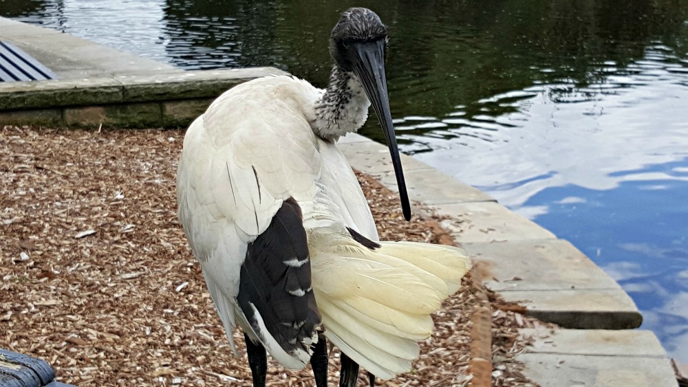 Ibis preening