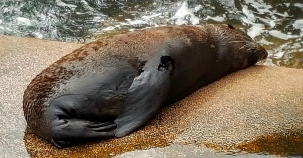 Seal at the Opera House