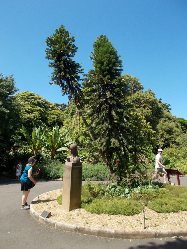 Wollemi pine