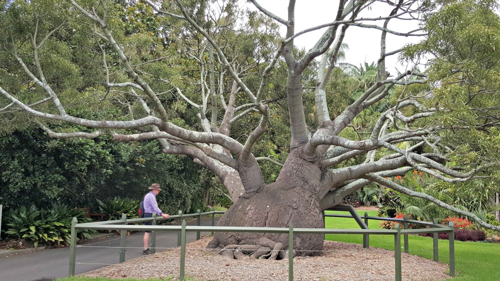 The Royal Botanic Garden's beautiful bottle tree.