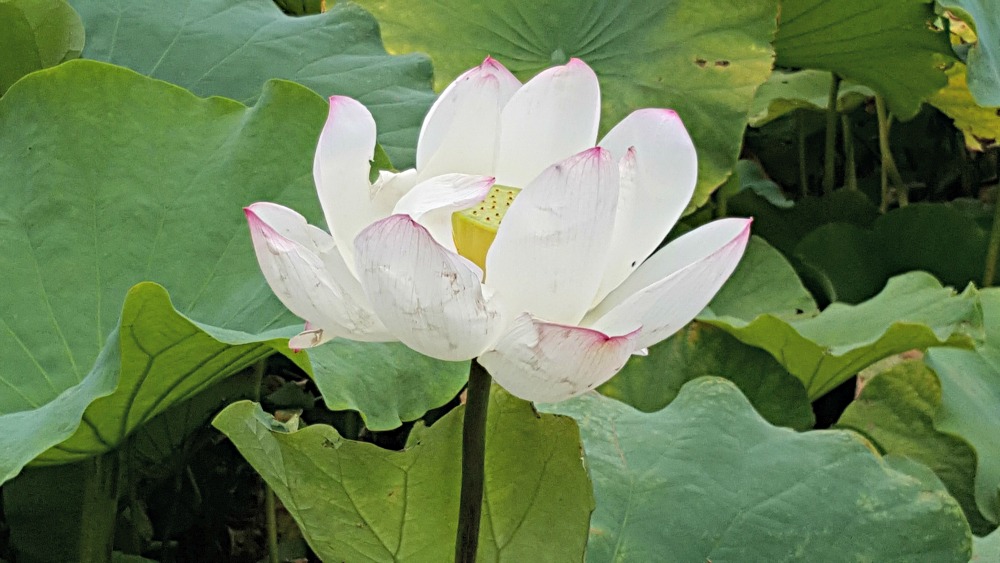 Lotus flower