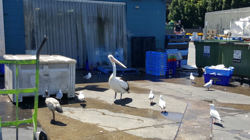 Pelican looking for a feed.