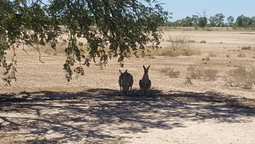 Bladensburg National Park - kangaroos