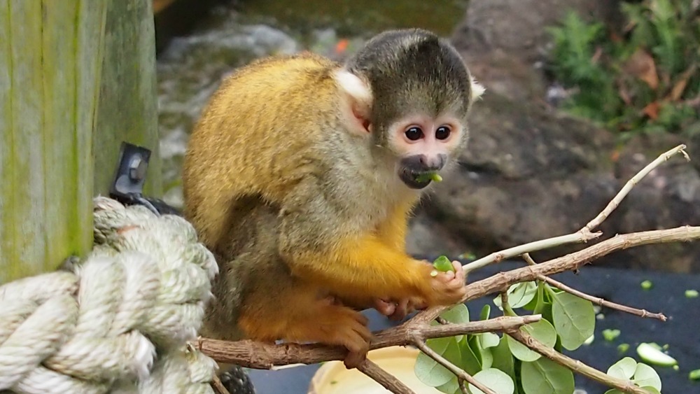 Squirrel monkey