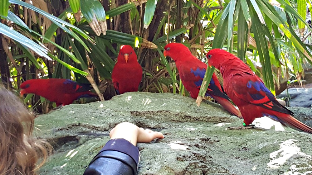 Electus parrots