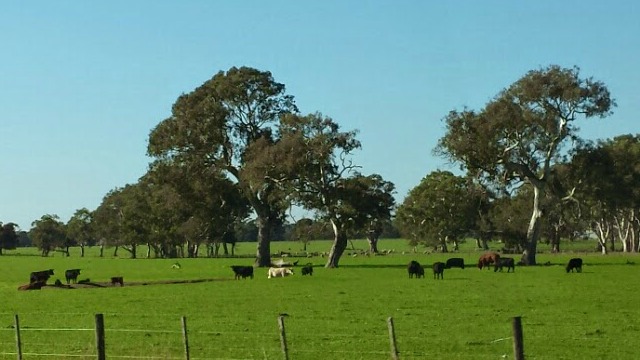 A farmland view near Strathdownie, inspiration for the setting of The Country Girl by Cathryn Hein